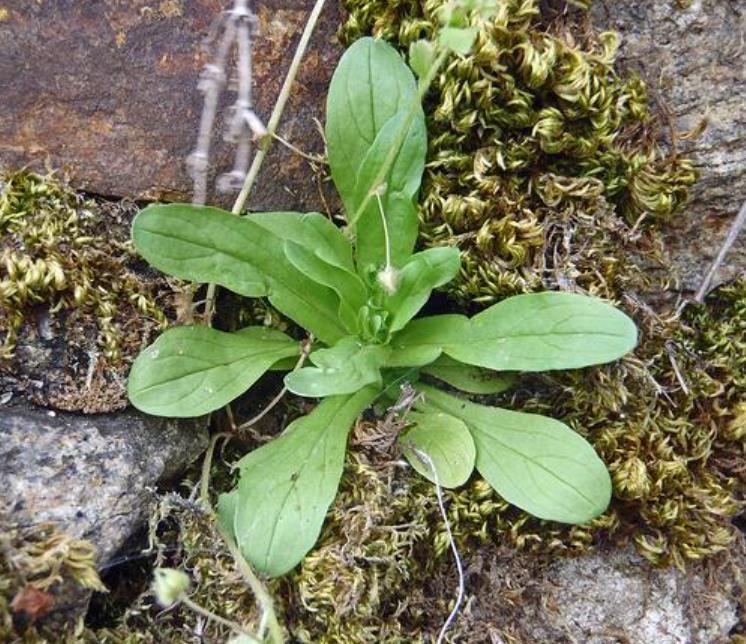 Valerianella Locusta - Coquille De Louviers - Alface De Cordeiro, Alface-da-terra, Alface-de-coelho, Canónigo