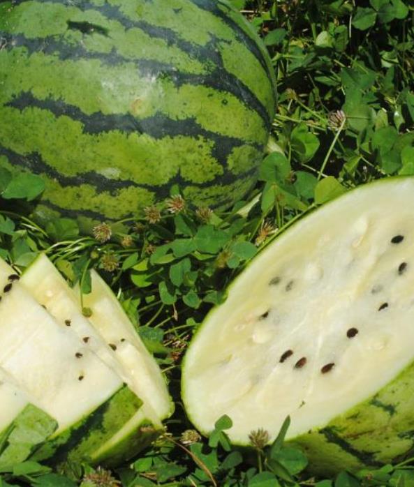 Citrullus lanatus White Wonder (Certificaçâo Orgânica) - Melancia Branca, Melancia Baunilha, Melancia White Wonder