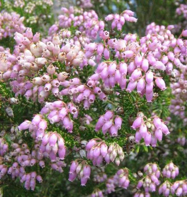 Erica chamissonis - Erica chamissonis, Erica, Erica rosa, Urze, Charneca