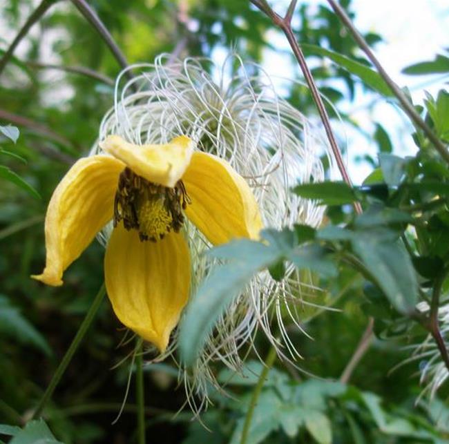 Clematis tangutica - Trepadeira Clematis Dourada, Clematis Sino Dourado, Clematis Tiara de Ouro
