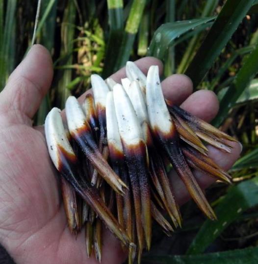 Greigia sphacelata - Bromélia Chupones, Chupón, Chupeta, Quiscal