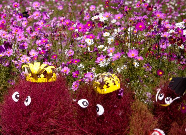 Bassia Scoparia Var.trichophylla - Kochia Vermelha, Cipreste De Verão, Arbusto Ardente