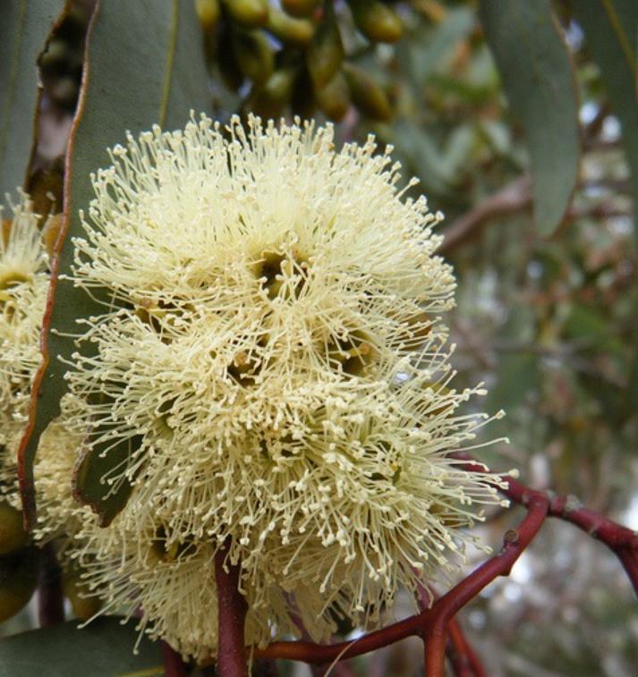 Eucalyptus punctata - Eucalipto Goma Cinza, Goma Cinza Madeira de Ferro, Grey Irongum