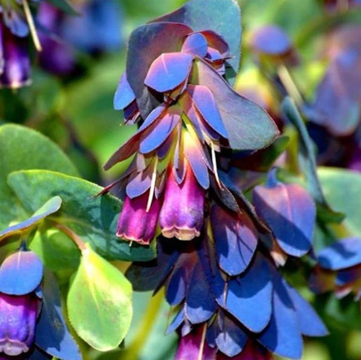 Cerinthe major 'Purpurascens' - Orgulho de Gibraltar, Blue Honeywort, Pride of Gibraltar, Flor de Cera Púrpura