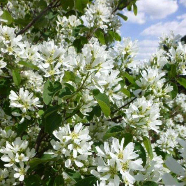 Amelanchier alnifolia - Cereja Saskatoon, Framboesa Saskatoon, Saskatoon Berry