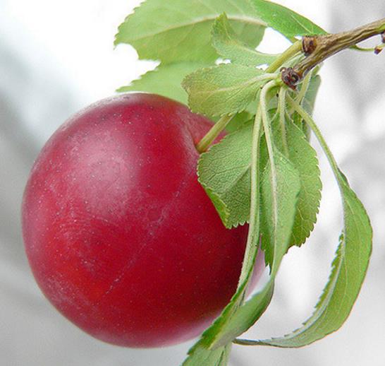 Prunus Cerasifera Cv. Red Cherry - Cerejeira, Cereja-ameixa, Cherry Plum