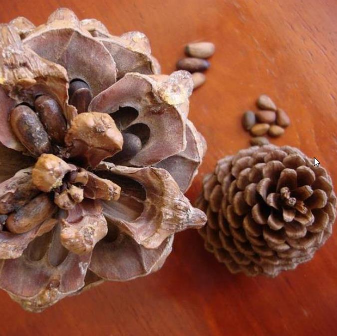 Pinus maximartinezii - Pinhão Martinez, Maxi-Pinhão, Pinhão Real, Pinheiro Zacatecas