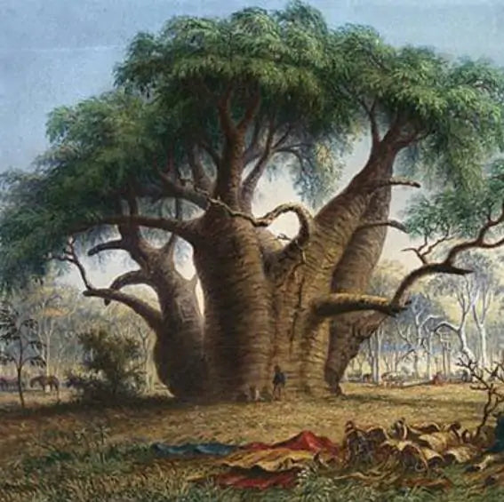 Adansonia gregorii - Baobá da Austrália, baobá de Kimberly