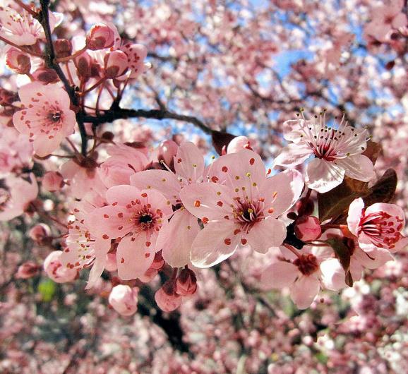 Prunus Cerasifera Cv. Red Cherry - Cerejeira, Cereja-ameixa, Cherry Plum