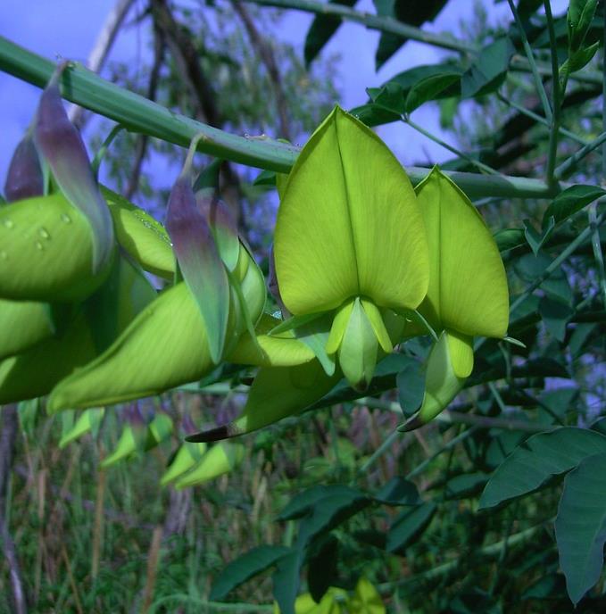 Crotalaria agatiflora -  Arbusto Canário, Arbusto Beija Flor, Flor Pássaro, Birdflower