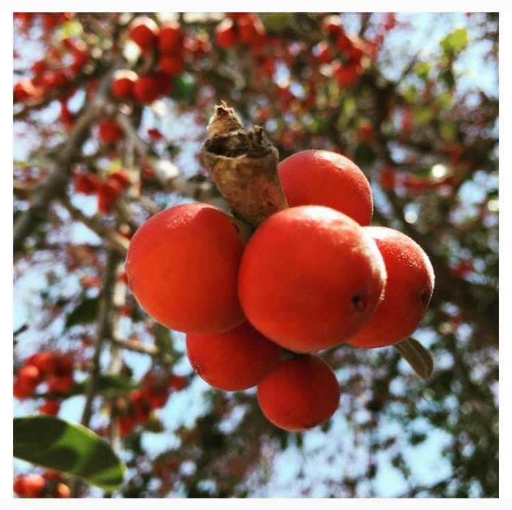 Ficus benghalensis - Figueira de Bengala, Árvore de Banyan