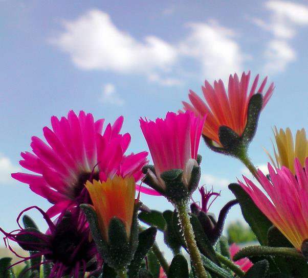 Dorotheanthus bellidiformis mix (Mesembryanthemum criniflorum) - Tapete mágico, Planta gelo, Fábrica de gelo, Magic carp