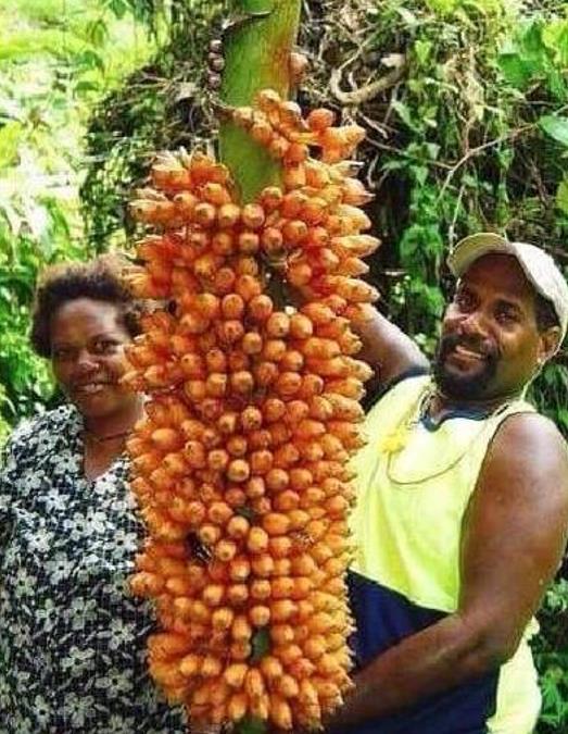 Musa johnsii - Banana Mel, Banana silvestre da Papua Nova Guiné