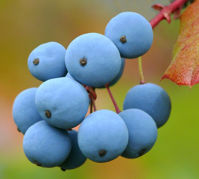 Mahonia aquifolium - Uva do Oregon, Berberis do Oregon