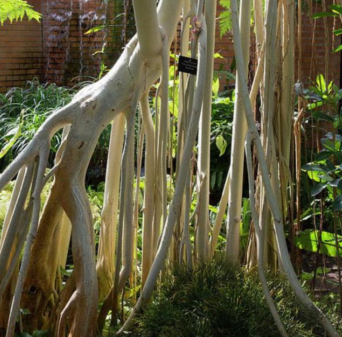 Ficus benghalensis - Figueira de Bengala, Árvore de Banyan