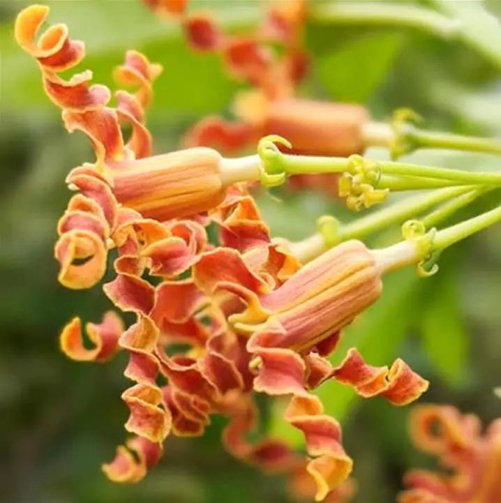 Strophanthus boivinii - Flor saca-rolhas de Madagascar, Flor de Aparas de Madeira, Estrofanto