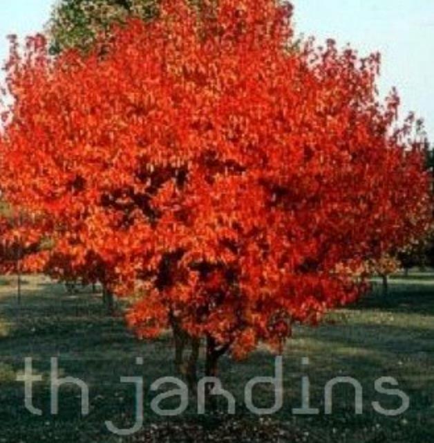 Acer tataricum ssp Ginnala - Amur maple, Acer ginnala