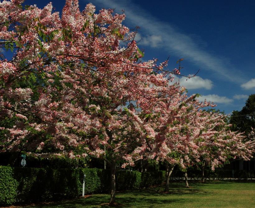 Cassia bakeriana  - Cassia Flor de Macieira Anã, Cássia Chuveiro Cor-de-rosa, Árvore dos Desejos