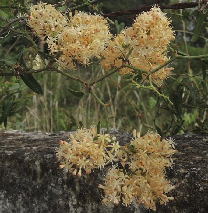 Smilax aspera - Salsaparrilha, Trepadeira Salsaparrilha, Zarzaparilla, Alegria do Campo