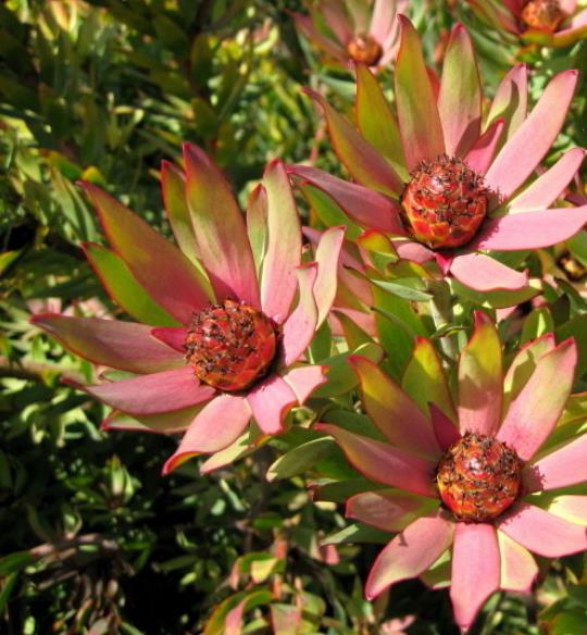 Leucadendron Sessile - Protea Arbusto Do Sol, Arbusto Do Sol, Leucadendron Arbusto Do Sol