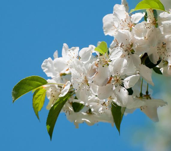 Prunus domestica 'Golden Honey' - Ameixeira, Ameixa Mel Dourado