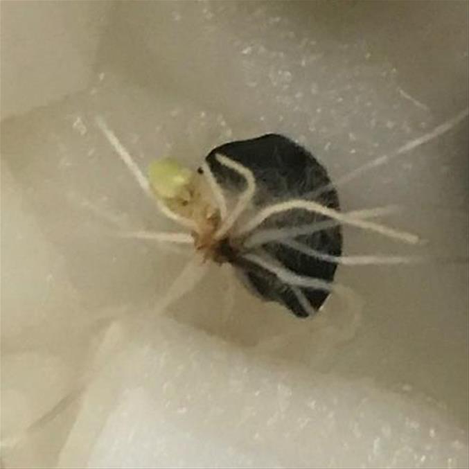 Musa ingens - Bananeira Gigante, Banana Gigante das Terras Altas