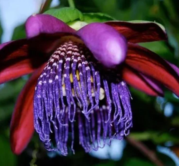 Passiflora Quadrangularis - Maracuja Gigante