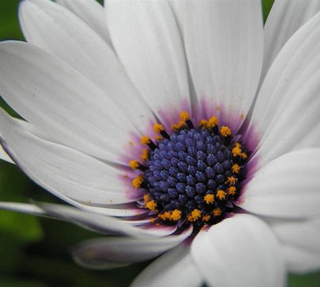 Dimorphotheca pluvialis Glistening white - Margarida do cabo, Margarida da chuva, Profeta do tempo, Margarida africana