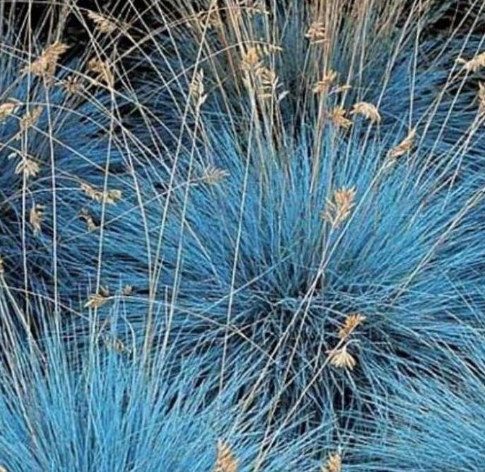 Festuca glauca 'Blue Select' - Grama Azul 'Seleção Azul', Blue Fescue Grass, Blue Select Grass