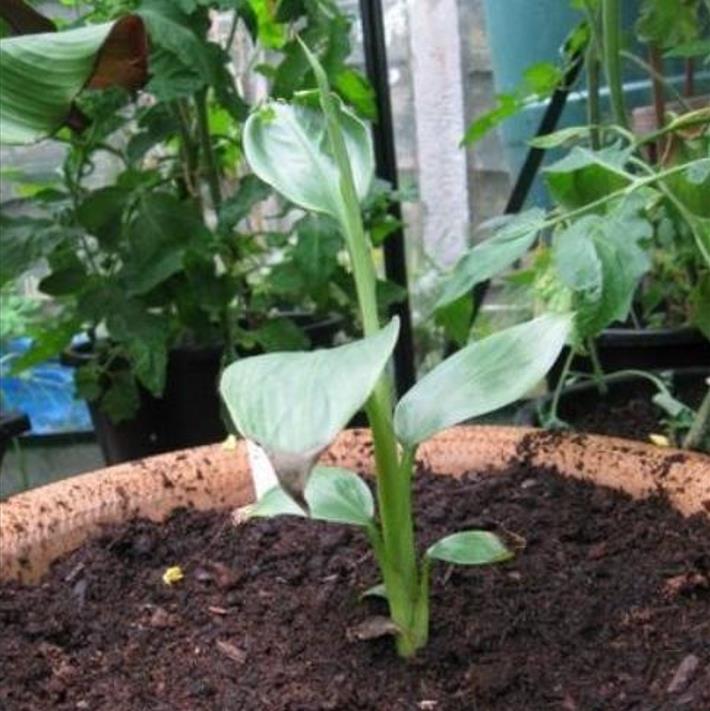 Musa mannii - Mini Bananeira, Mini Bananinha, Baby Banana, Indian Dwarf Banana