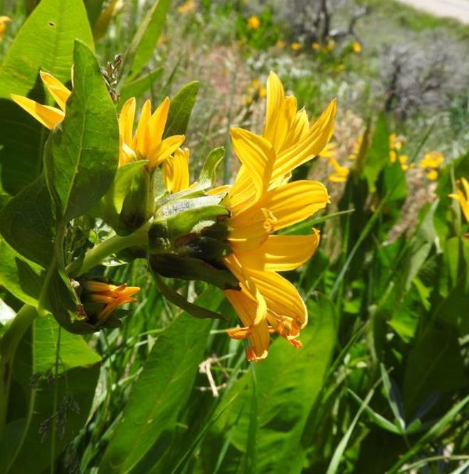 Orelha de Mula do Norte, Girassol Anão Liso, Northern Mule's Ears - Wyethia amplexicaulis (Espeletia amplexicaulis)