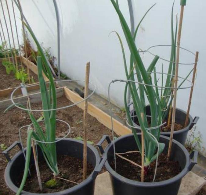 Allium cepa Mammoth Red Onion (C.O) - Cebola Mamute Vermelha, Cebola Gigante Vermelha