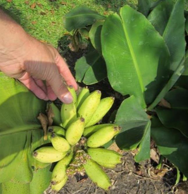Musa mannii - Mini Bananeira, Mini Bananinha, Baby Banana, Indian Dwarf Banana