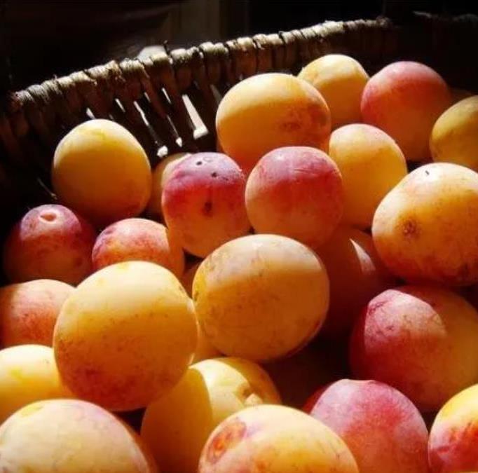 Prunus domestica Subsp. syriaca 'Nancy Red Speckled' - Ameixeira Mel de Lorraine, Ameixa Mirabelle, Mirabelle Plum, Mira