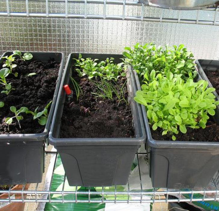 Valerianella Locusta - Coquille De Louviers - Alface De Cordeiro, Alface-da-terra, Alface-de-coelho, Canónigo