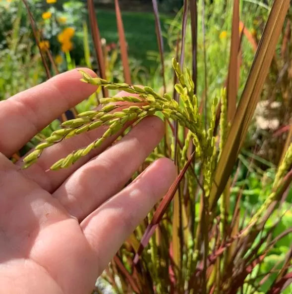 Oryza sativa Black madras  - Arroz ornamental  comestível Black madras, arroz Chartreuse (comestível)