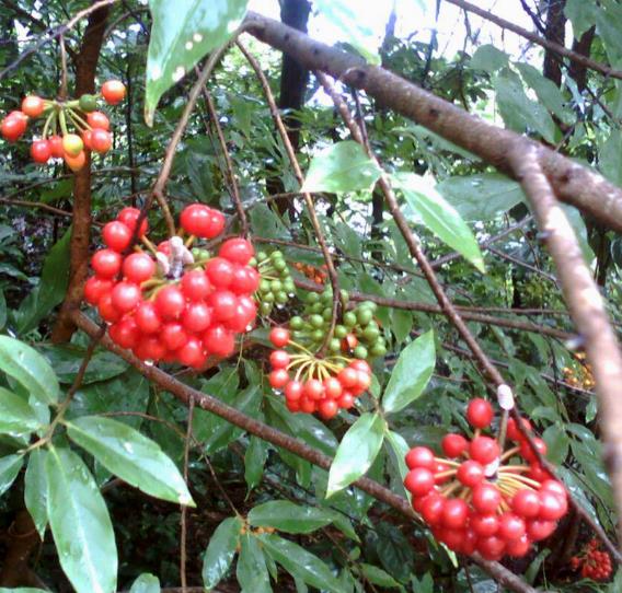 Huberantha cerasoides - Polyalthia cerasoides (Uvaria cerasoides) - Cereja Ashok, Cherry Ashok