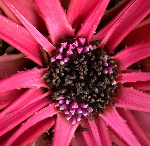 Bromelia karatas - Bromélia saborosa Pinuela, Piñuelas, Bromélia de Plumier