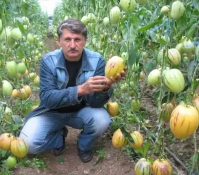 Solanum muricatum - Melão-Pera, Melão Andino, Melão dos Andes, Pepino doce