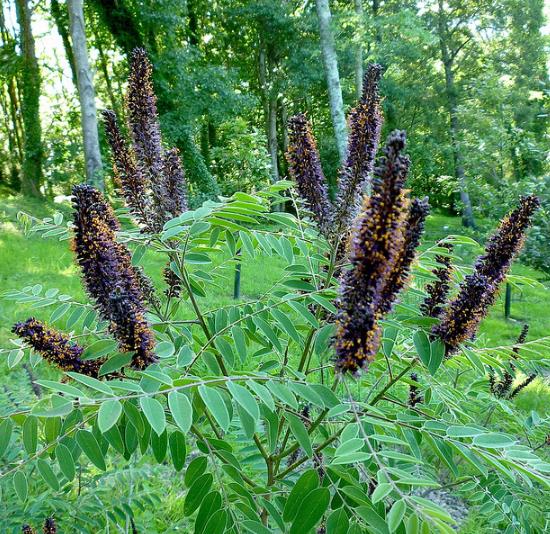 Amorpha Fruticosa - Falso indigo, falso indigo do deserto, indigo bush