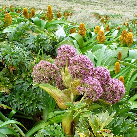 Anisotome latifolia - Cenoura de Campbell, Campbell carrot, Mega-Ervas - Megaherbs