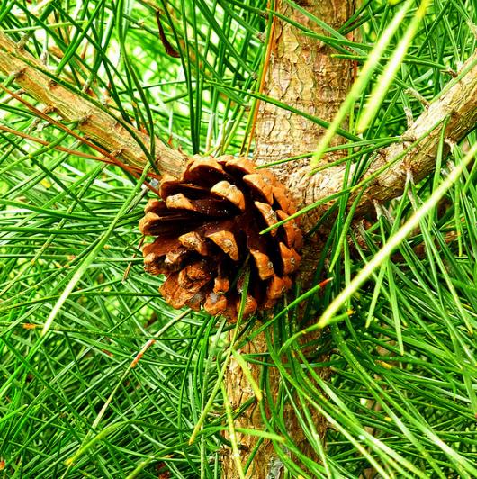 Pinus tabuliformis - Pinheiro vermelho Manchuriano, Pinheiro Chinês do Sul, Pinheiro vermelho Chinês
