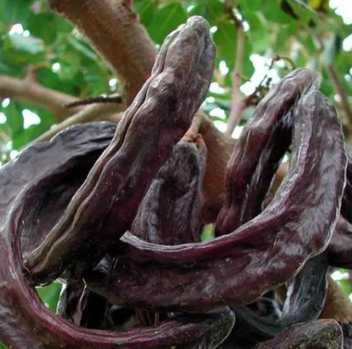 Ceratonia Siliqua - Alfarrobeira