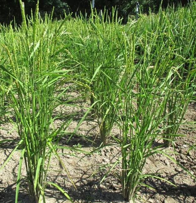 Oryza sativa Akamuro (Certificação Orgânica) - Arroz Akamuro, Arroz vermelho