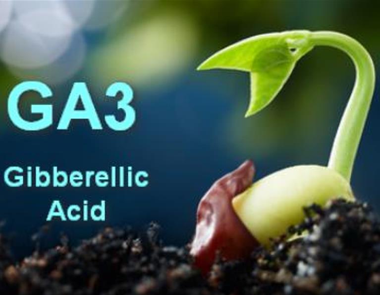 Ácido Giberélico - Giberelina - GA3 (+90%) - GA3 - Ácido Giberélico - Hormônio Vegetal