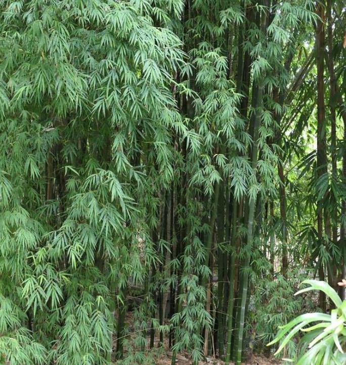 Dendrocalamus membranaceus - Bambu Branco Gigante, Bambu Gigante, Bambu Branco