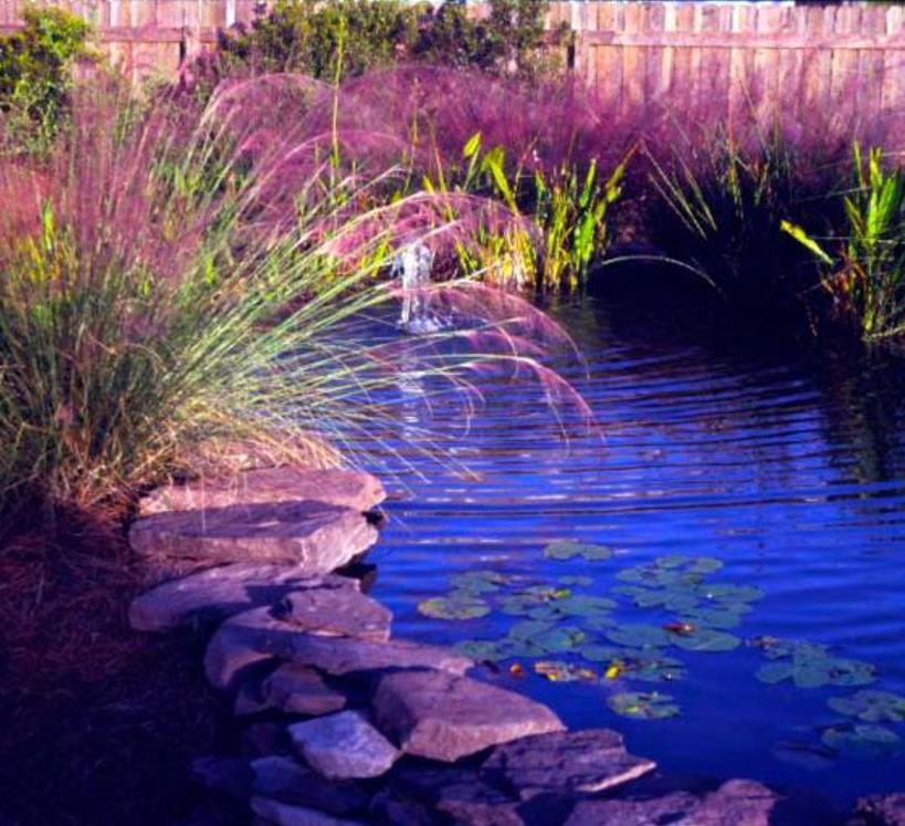 Muhlenbergia capillaris - Grama Rosa Ornamental, Grama Rosa, Muhlygrass, Mulhy Pink Grass, Sweetgrass