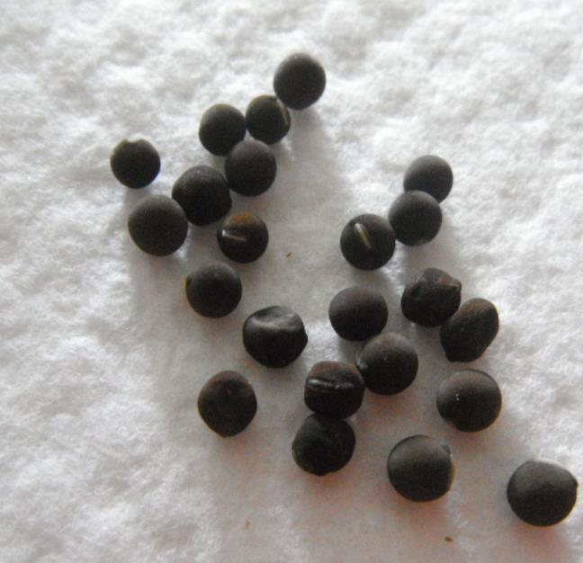 Lathyrus odoratus x belinensis 'Erewhon' - Ervilha Doce 'Erewhon', Trepadeira Ervilha de Cheiro 'Erewhon', Lathyrus odor