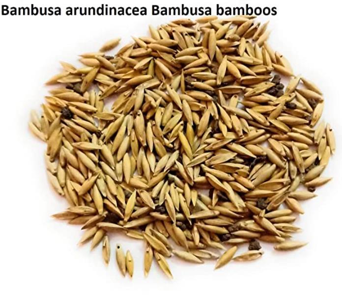 Bambusa bambos (Bambusa arundinacea) - Bambu Indiano, Bambu Gigante, Giant Thorny Bamboo