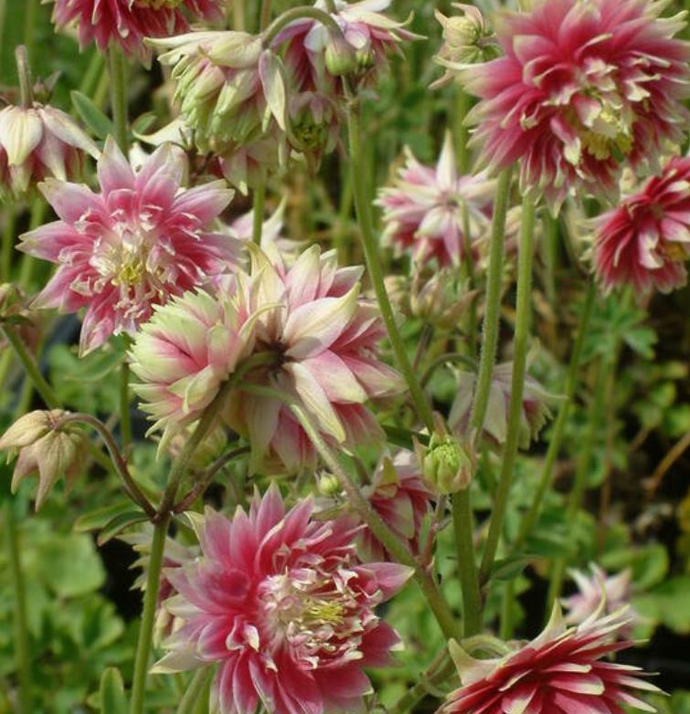 Aquilegia vulgaris Stellata Nora Barlow - Aquilegia Flor de Clematis (tricolor), Rosa Columbina Dobrada Tricolor (rosa,